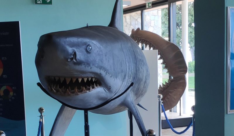 Al Museo Darwin-Dohrn di Napoli inaugurata la mostra temporanea “Squali del Mediterraneo”